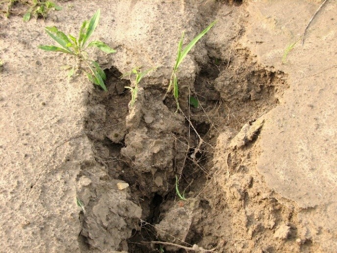 Environmental Site Assessment (ESA)